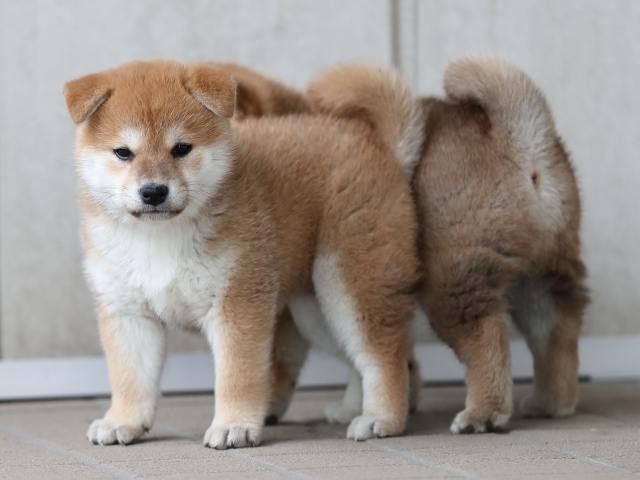 AI5I9801-puppy AI5I9801-puppy