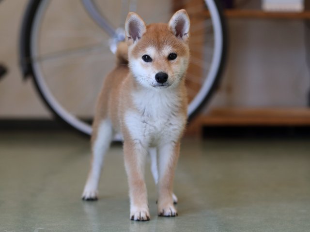 AI5I9806-puppy AI5I9806-puppy