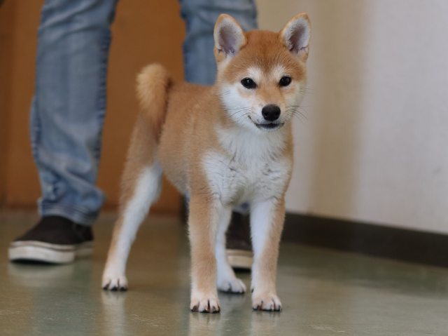 AI5I9820-puppy AI5I9820-puppy