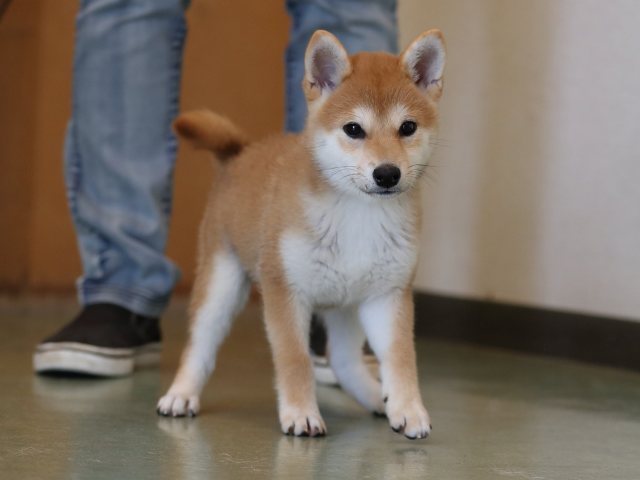 AI5I9824-puppy AI5I9824-puppy