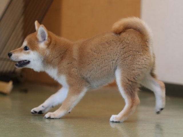 AI5I9838-puppy AI5I9838-puppy