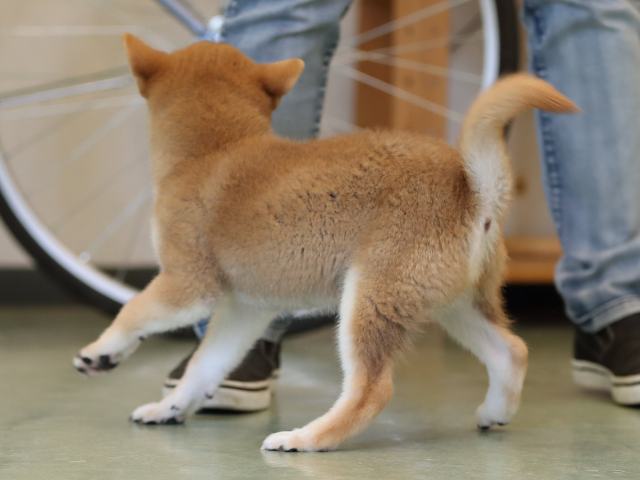 AI5I9844-puppy AI5I9844-puppy
