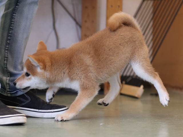 AI5I9845-puppy AI5I9845-puppy