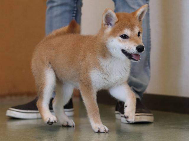 AI5I9850-puppy AI5I9850-puppy