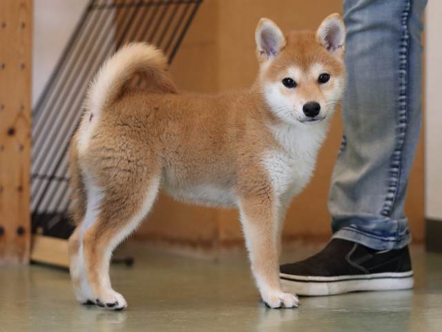 AI5I9856-puppy AI5I9856-puppy