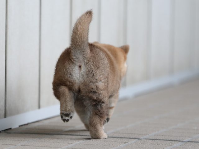 AI5I9873-puppy AI5I9873-puppy