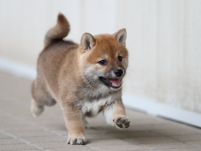 AI5I9933-puppy AI5I9933-puppy