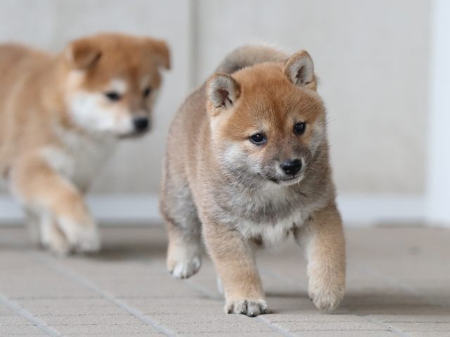 AI5I9972-puppy AI5I9972-puppy