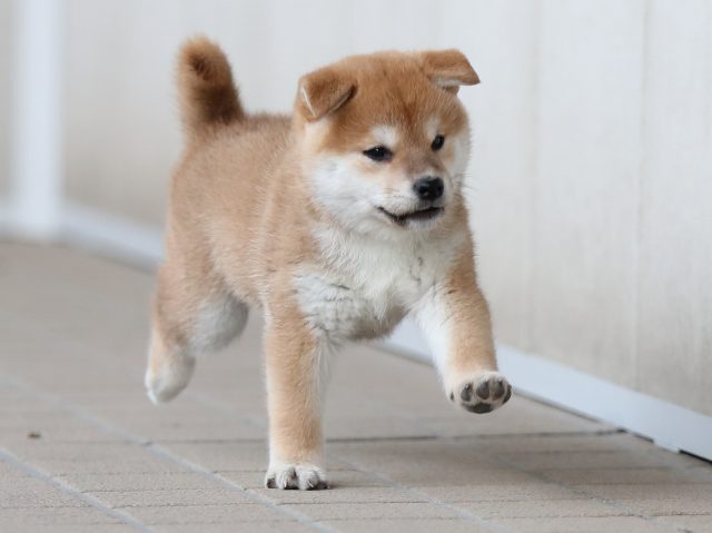 AI5I9980-puppy AI5I9980-puppy
