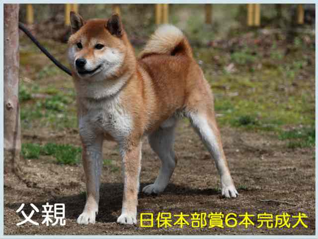 天神乃紅竜号 天神乃紅竜号