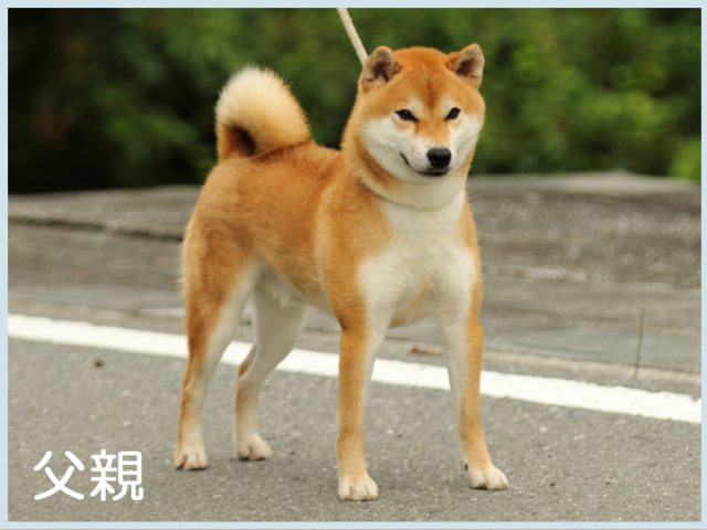 桜子壱竜号1 桜子壱竜号1