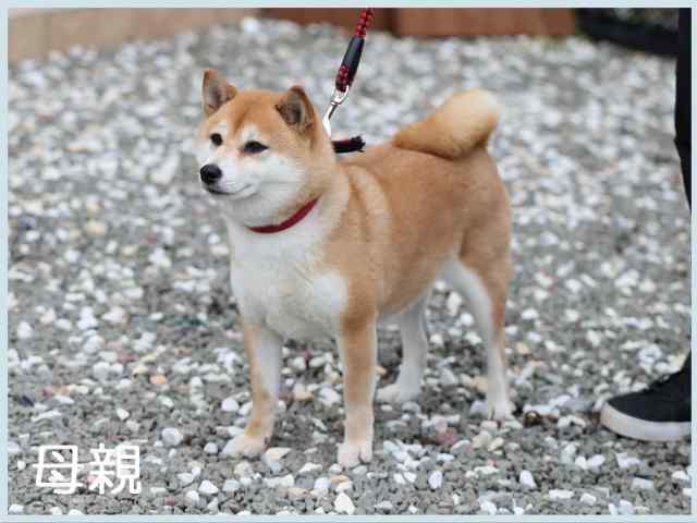 清美の清花号 清美の清花号
