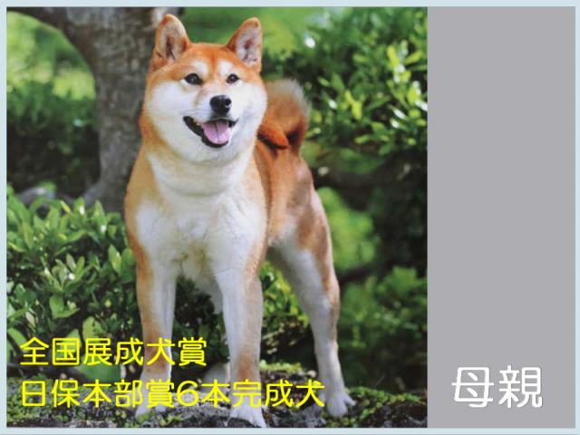 皇鈴の鈴海 皇鈴の鈴海