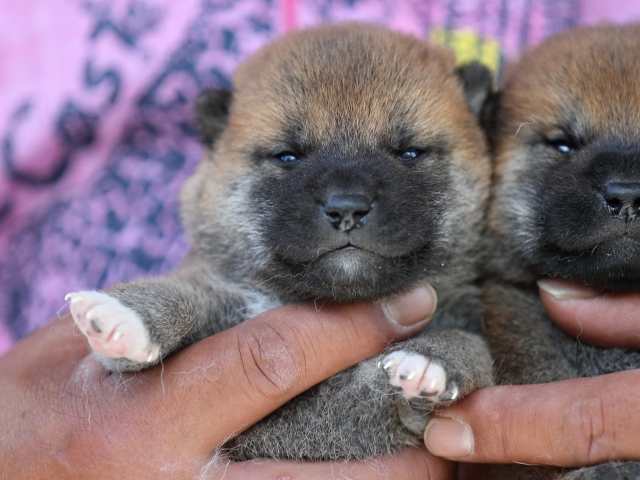 3171-puppy 3171-puppy