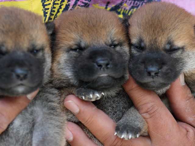 3172-puppy 3172-puppy