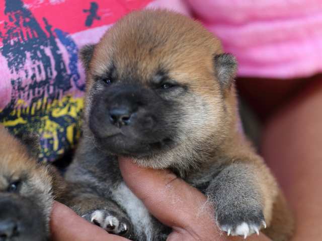 3173-puppy 3173-puppy