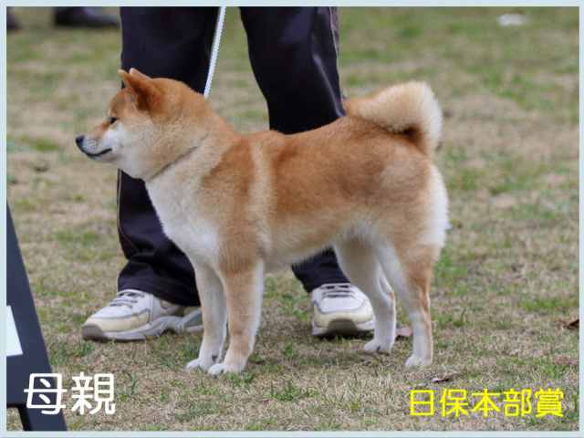 桃美姫号 桃美姫号