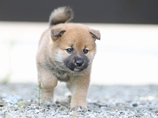 AI5I0014-puppy AI5I0014-puppy
