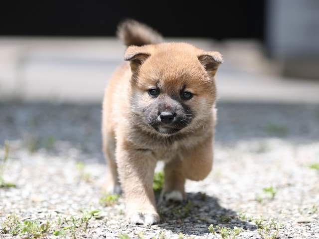 AI5I0030-puppy AI5I0030-puppy