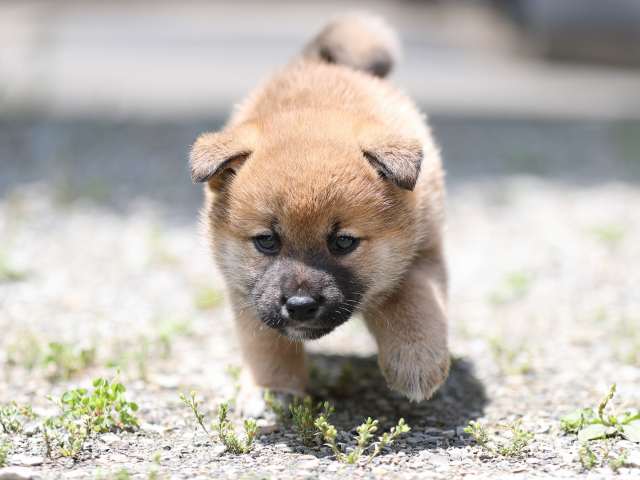AI5I0037-puppy AI5I0037-puppy