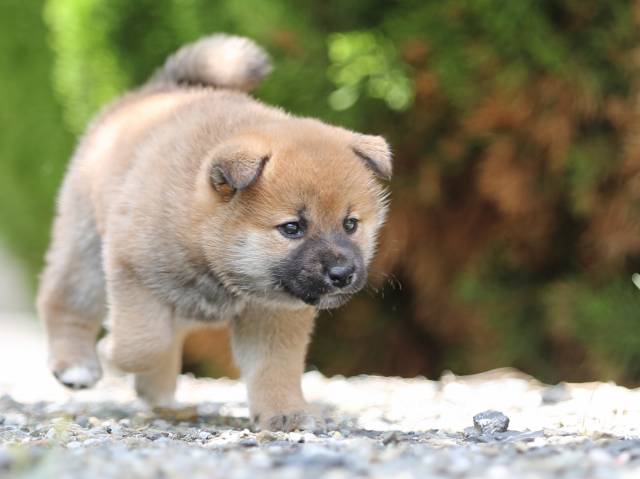 AI5I0056-puppy AI5I0056-puppy