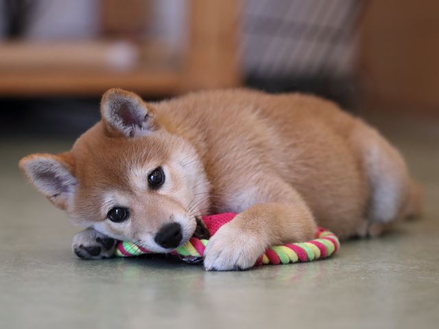 AI5I0058-puppy AI5I0058-puppy