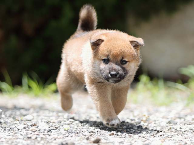 AI5I0070-puppy AI5I0070-puppy