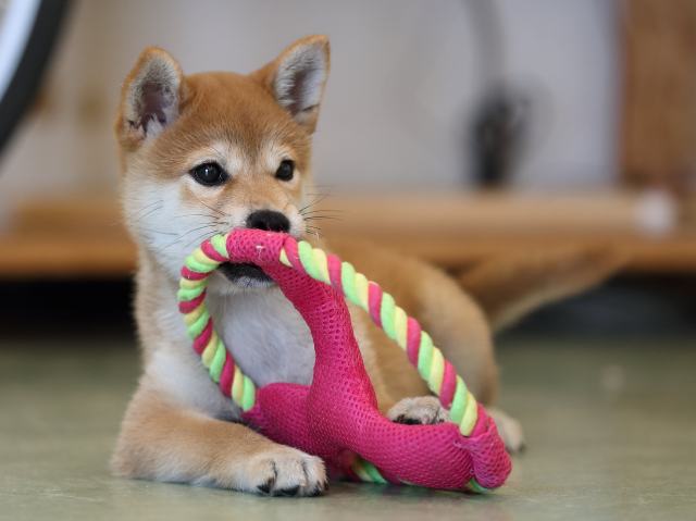 AI5I0072-puppy AI5I0072-puppy