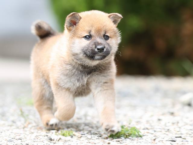 AI5I0114-puppy AI5I0114-puppy