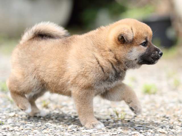 AI5I0130-puppy AI5I0130-puppy