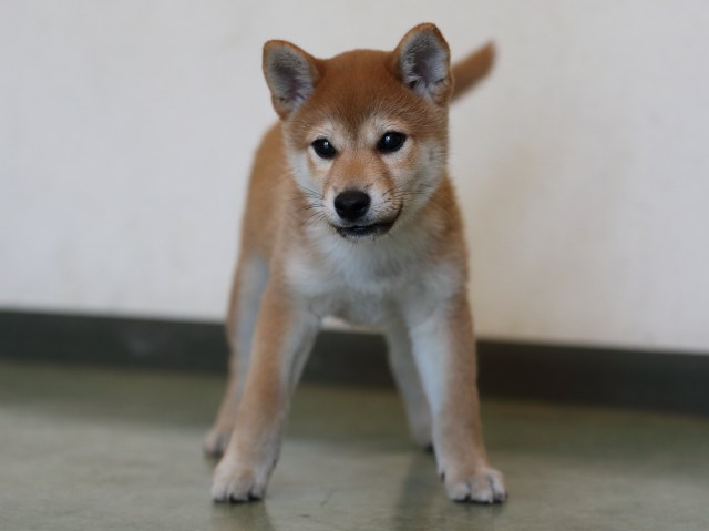 AI5I0143-puppy AI5I0143-puppy