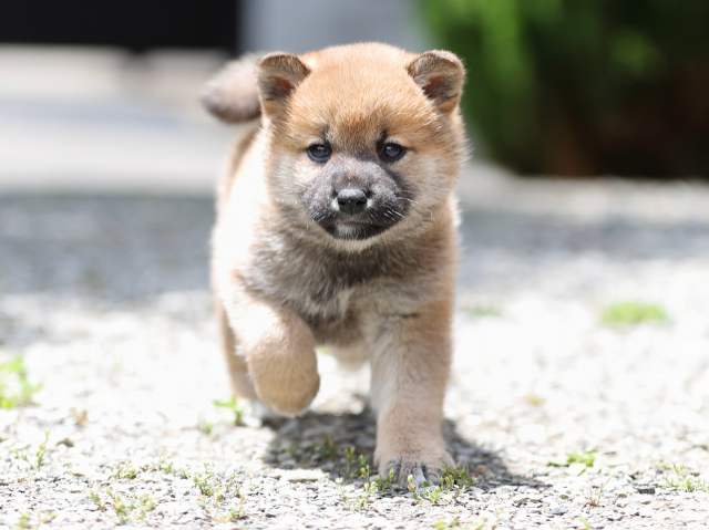 AI5I0176-puppy AI5I0176-puppy