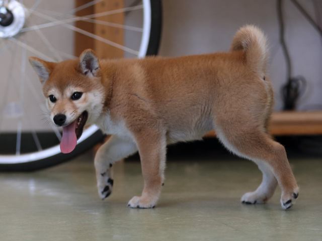 AI5I0183-puppy AI5I0183-puppy