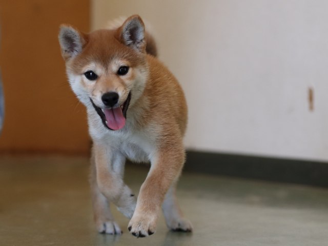 AI5I0190-puppy AI5I0190-puppy
