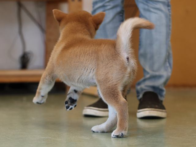 AI5I0197-puppy AI5I0197-puppy