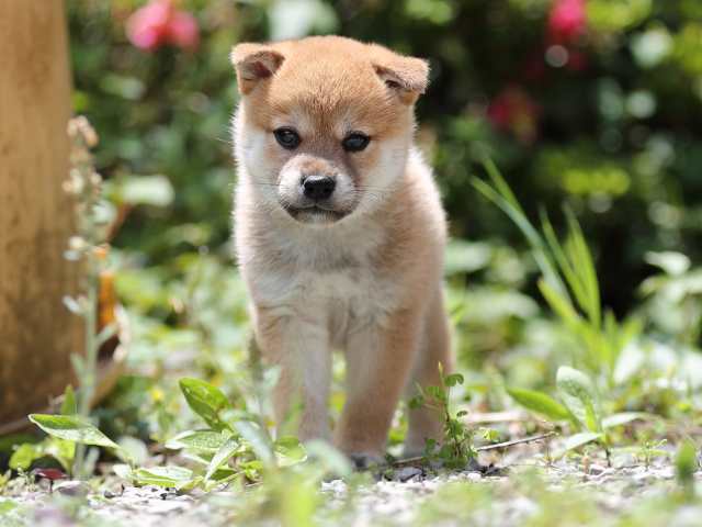 AI5I0242-puppy AI5I0242-puppy