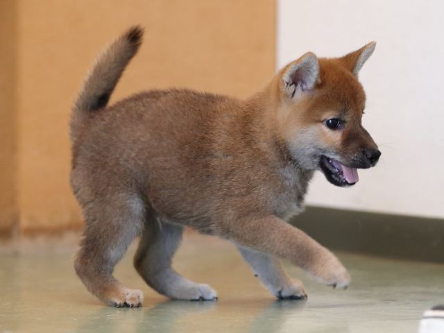AI5I0246-puppy AI5I0246-puppy