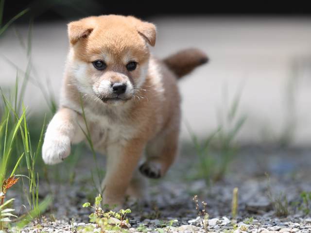 AI5I0292-puppy AI5I0292-puppy