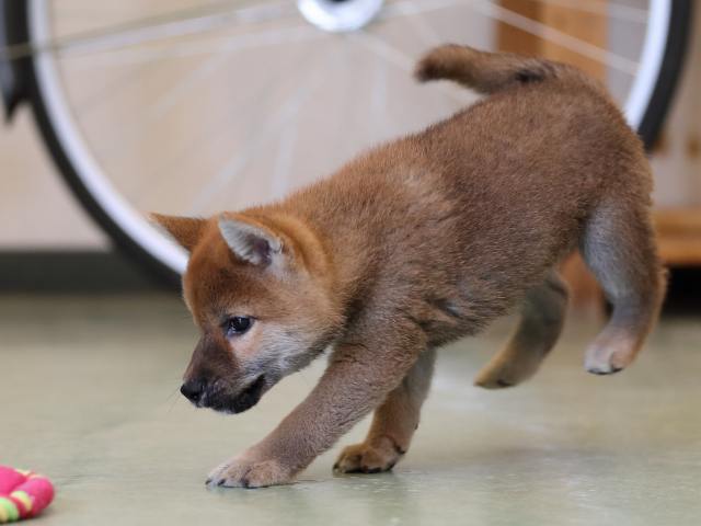 AI5I0306-puppy AI5I0306-puppy