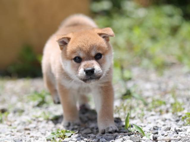 AI5I0323-puppy AI5I0323-puppy