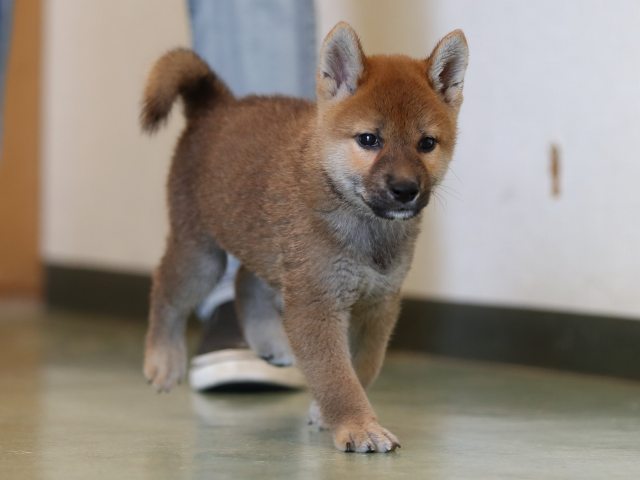 AI5I0327-puppy AI5I0327-puppy