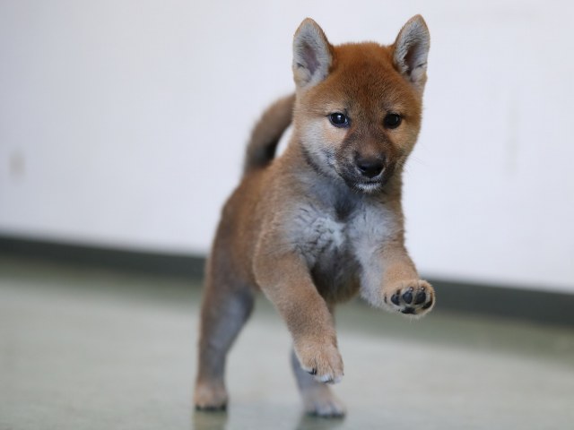 AI5I0335-puppy AI5I0335-puppy