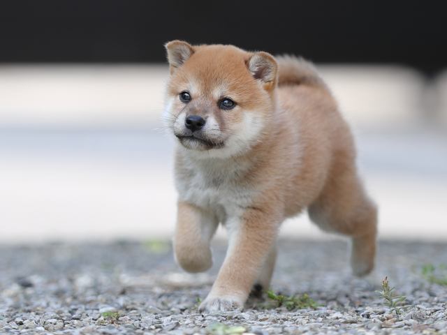 AI5I0341-puppy AI5I0341-puppy