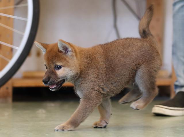 AI5I0351-puppy AI5I0351-puppy