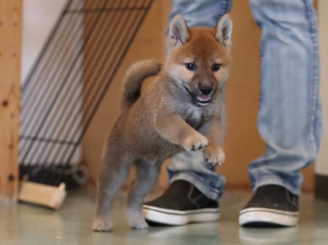 AI5I0381-puppy AI5I0381-puppy