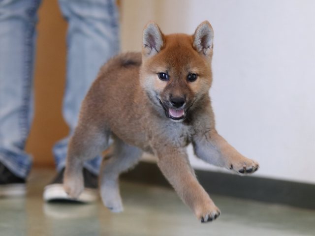 AI5I0385-puppy AI5I0385-puppy