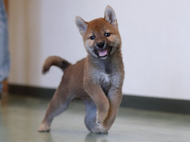 AI5I0387-puppy AI5I0387-puppy