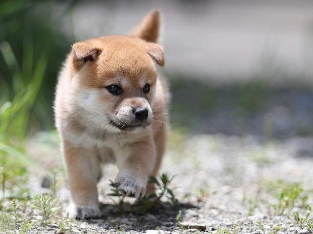 AI5I0397-puppy AI5I0397-puppy