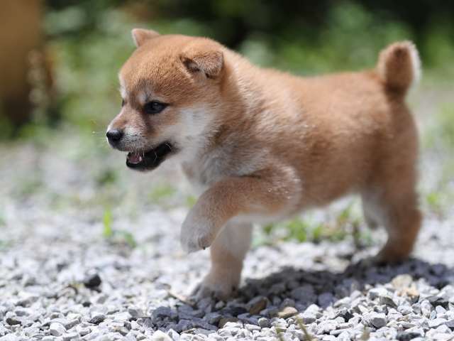 AI5I0416-puppy AI5I0416-puppy