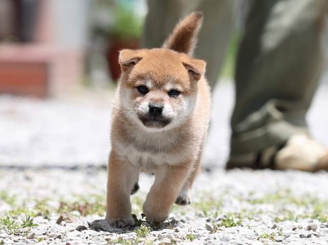 AI5I0489-puppy AI5I0489-puppy